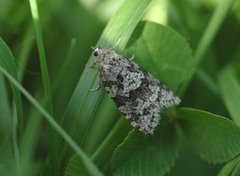 Spraglet gråvikler (Cnephasia asseclana)