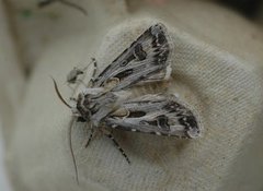 Archer's Dart (Agrotis vestigialis)
