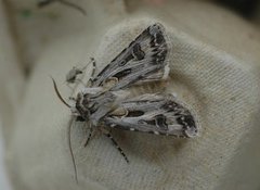 Fagerjordfly (Agrotis vestigialis)