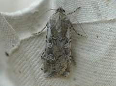Coast Dart (Euxoa cursoria)