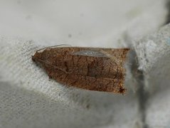 Rose Tortrix (Archips rosana)