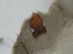 Rød flatvikler (Acleris holmiana)