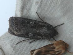 White-line Dart (Euxoa tritici)