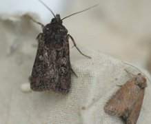 White-line Dart (Euxoa tritici)