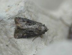 Double Lobed (Lateroligia ophiogramma)