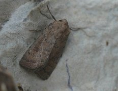 Lyst ringurtefly (Hoplodrina octogenaria)