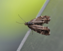 Neslebredmøll (Anthophila fabriciana)