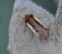 Flame Shoulder (Ochropleura plecta)
