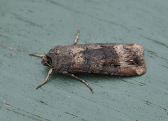 Dark Sword-grass (Agrotis ipsilon)
