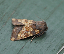 Frosted Orange (Gortyna flavago)