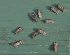 Dark Sword-grass (Agrotis ipsilon)