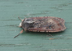 Vandrefly (Peridroma saucia)