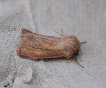 Starrfly (Denticucullus pygmina)