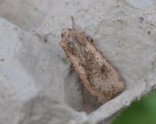 Vandrefly (Peridroma saucia)