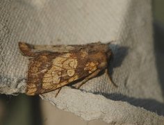 Frosted Orange (Gortyna flavago)