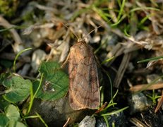 Six-striped Rustic (Xestia sexstrigata)