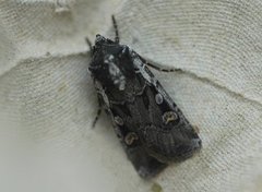 Square-spot Dart (Euxoa obelisca)