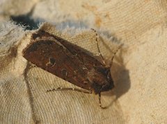 Coast Dart (Euxoa cursoria)