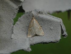 Pale Straw Pearl (Udea lutealis)