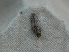 Brown House Moth (Hofmannophila pseudospretella)