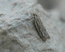 Dotted Shade (Eana osseana)