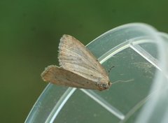 Small Dotted Buff (Photedes minima)