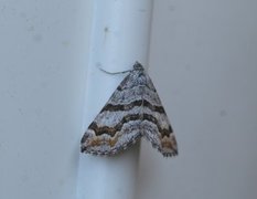 Manchester Treble-bar (Carsia sororiata)