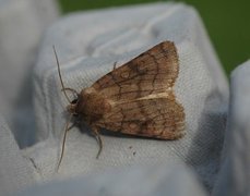 Six-striped Rustic (Xestia sexstrigata)