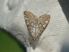 Brown China-mark (Elophila nymphaeata)