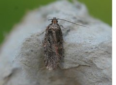 Large Purple Flat-body (Agonopterix liturosa)