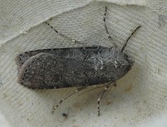 Turnip Moth (Agrotis segetum)