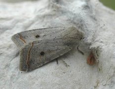 Red-line Quaker (Agrochola lota)