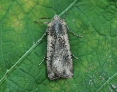 Vandrefly (Peridroma saucia)