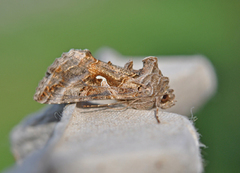 Silver Y (Autographa gamma)