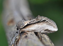 Seljetannspinner (Pheosia tremula)