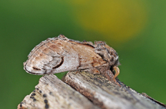 Pebble Prominent (Notodonta ziczac)