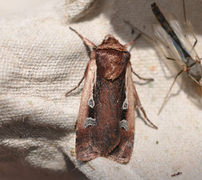 Flame Shoulder (Ochropleura plecta)