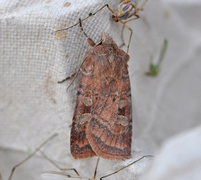 Small Square-spot (Diarsia rubi)