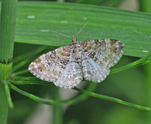 Red Twin-spot Carpet (Xanthorhoe spadicearia)