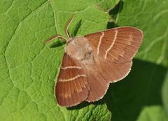 Fox Moth (Macrothylacia rubi)