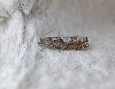 Square-barred Bell (Epinotia tetraquetrana)