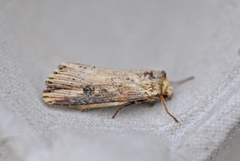 Flame (Axylia putris)