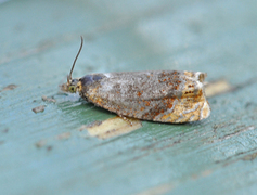 Honeysuckle Bell (Eucosmomorpha albersana)