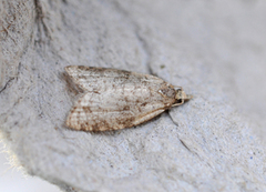 Common Tortrix (Capua vulgana)