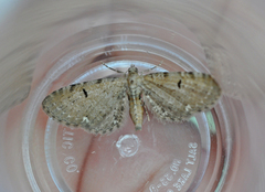 Humledvergmåler (Eupithecia assimilata)