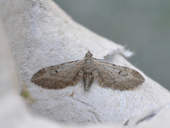 Einerdvergmåler (Eupithecia intricata)