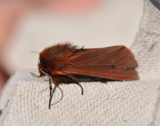 Ruby Tiger (Phragmatobia fuliginosa)