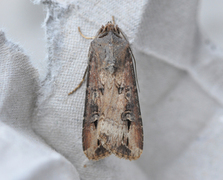 Langvingejordfly (Agrotis ipsilon)