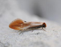 Rødgul reirmøll (Tinea semifulvella)