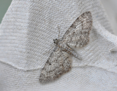 Oak-tree Pug (Eupithecia dodoneata)